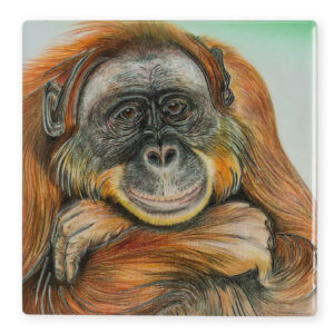 Coaster Wildlife Orangutan B2B