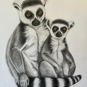 Ring Tailed Lemurs