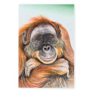 Wildlife Front Of Tile Orangutan B2B
